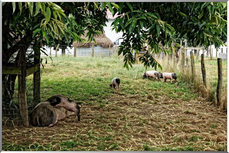 Porc-Kintoa-dit-cochon-noir-des-Aldudes-1