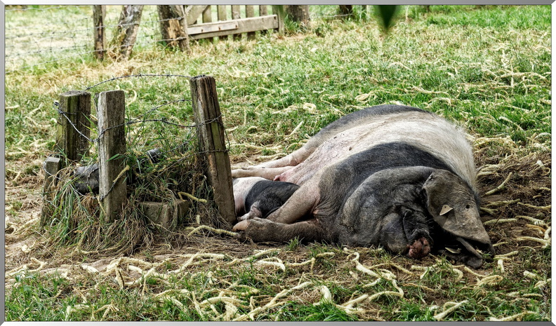 Porc-Kintoa-dit-cochon-noir-des-Aldudes