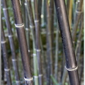 Bambous noirs géants