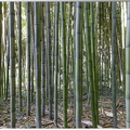 Forêt de Bambous géants