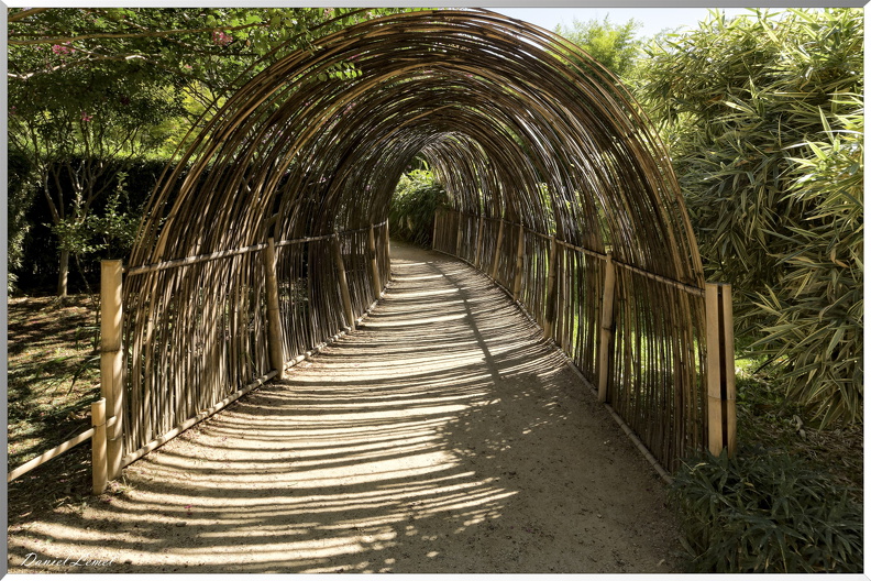 Tunnel en bambou