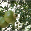 Le Jardin Médiéval - Fruit de grenadier