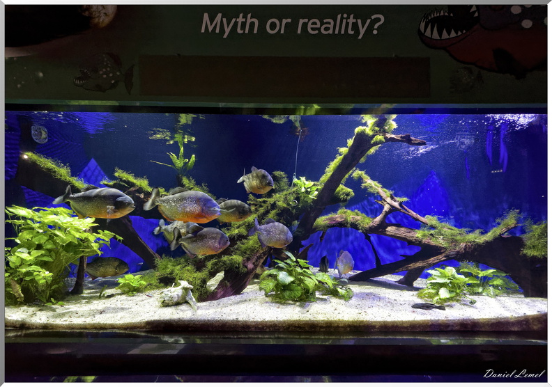 Aquarium avec piranhas