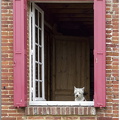 fenêtre et petit chien