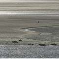 La plage des phoques 