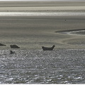 La plage des phoques 