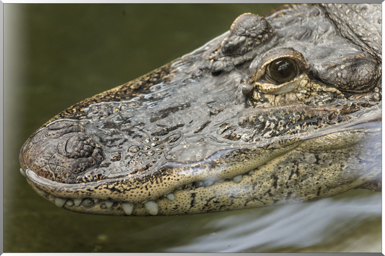 Alligator.jpg