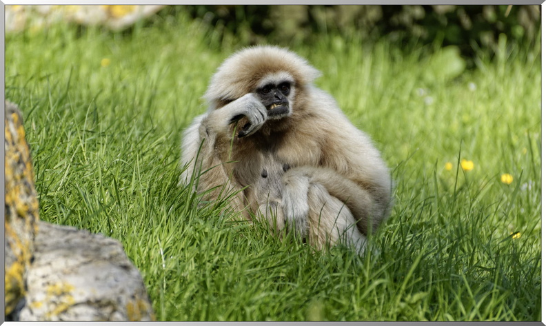 Gibbonafavoris-blanc-du-Nord.jpg
