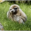 Gibbonafavoris-blanc-du-Nord.jpg