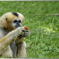 Gibbon à favoris blancs du Nord