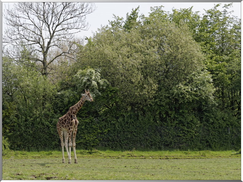 Girafes-2.jpg