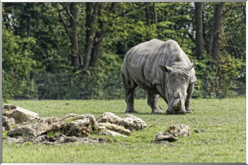 Rhinoceros-blanc-2.jpg