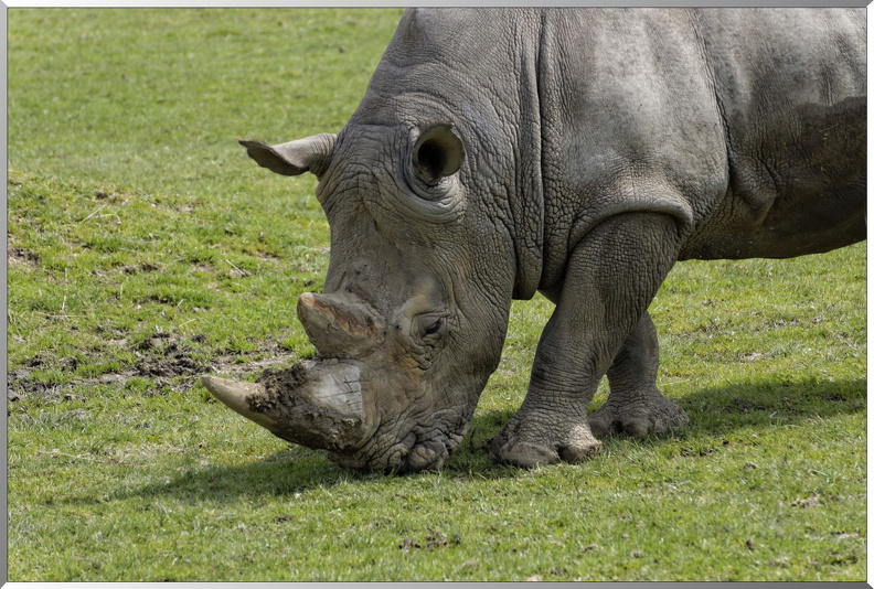 Rhinoceros-blanc-3.jpg
