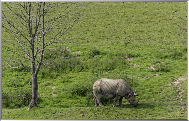 Rhinoceros-blanc.jpg