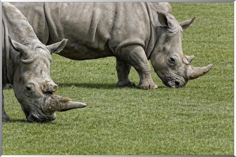 Rhinoceros-blancs-1.jpg