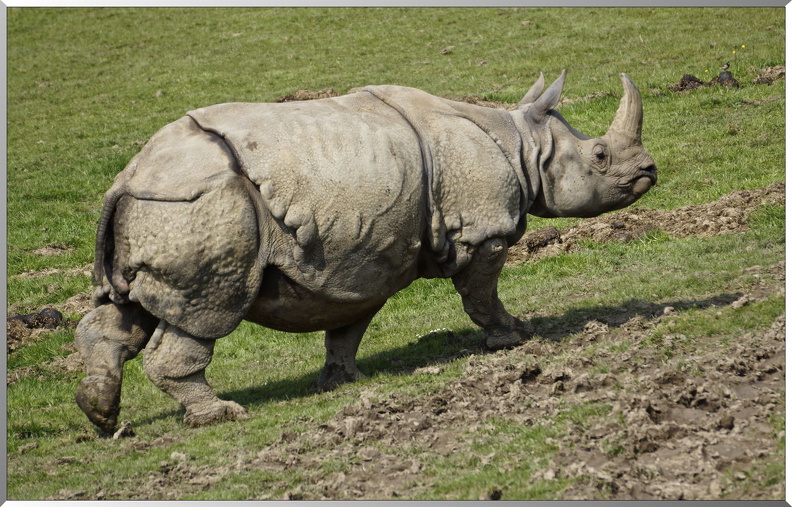Rhinoceros-indiens-1.jpg