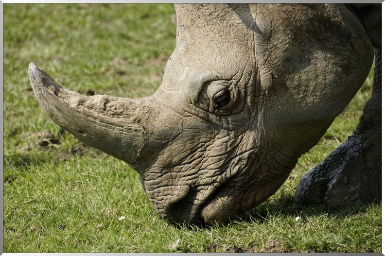 Rhinoceros-indiens-2.jpg