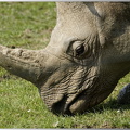Rhinocéros indiens