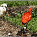 Spatule eurasie - Ibis rouge