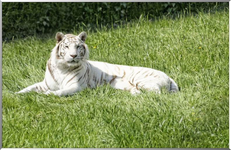 Tigre-blanc.jpg