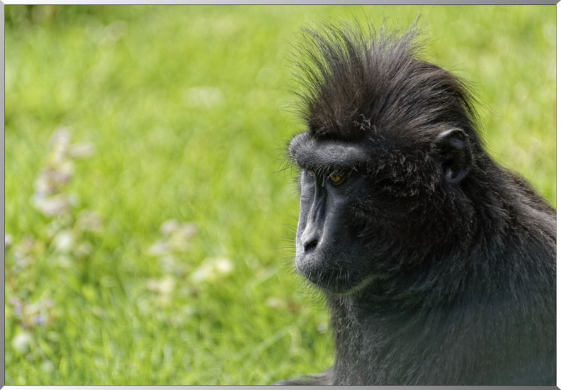 Macaque noir à crête
