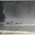 Famille cygnes dans la brume