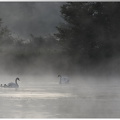 Famille cygnes dans la brume