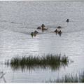 Canards dans le marais