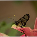 La serre aux papillons