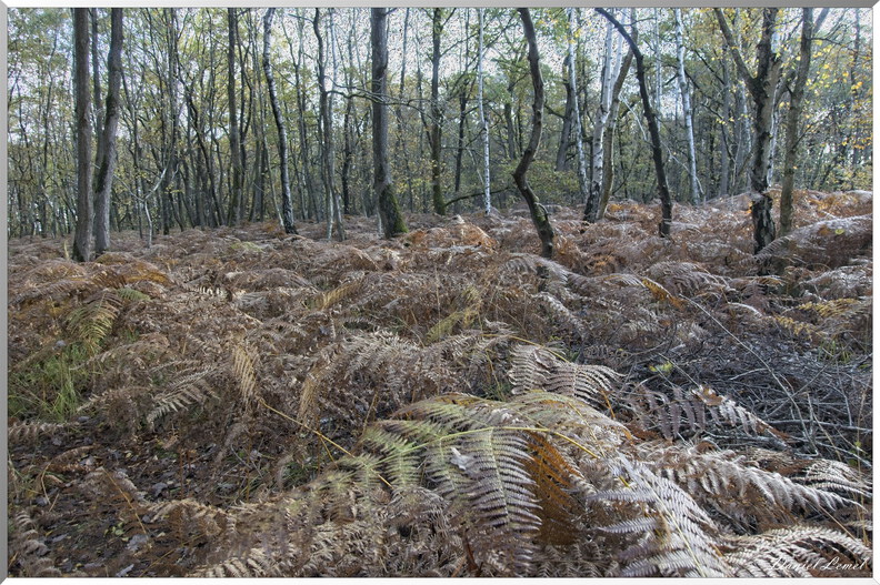 Bois de Brillehaut à l'Automne