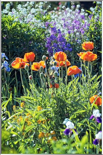 Les-jardins-de-la-maison-de-Monet-54.jpg