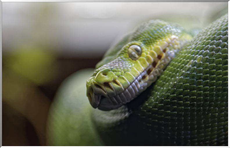 Python émeraude