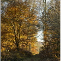 Forêt de Bord à l'automne