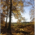 Forêt de Bord à l'automne