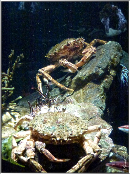 Cite-de-la-mer-crabes