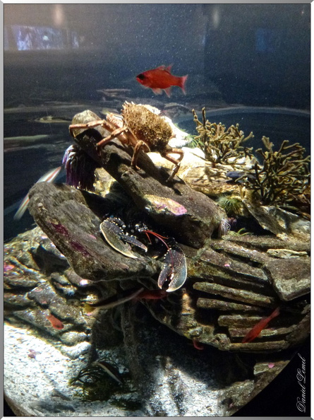 Cite-de-la-mer-homard-crabe
