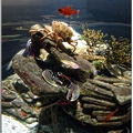 Cite-de-la-mer-homard-crabe