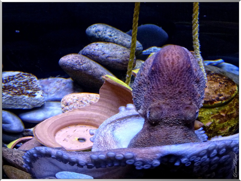 Cite-de-la-mer-pieuvre