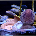 Cite-de-la-mer-pieuvre