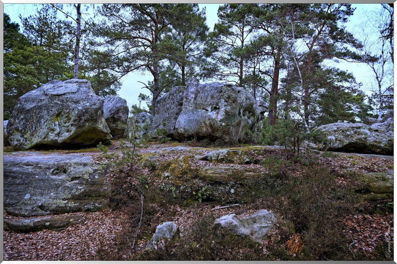 Foret-Fontainebleau-16.jpg