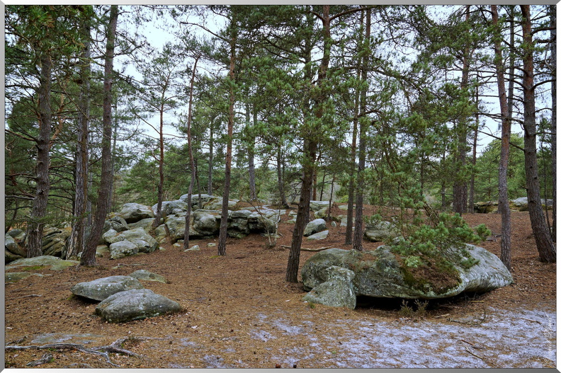 Foret-Fontainebleau-22.jpg