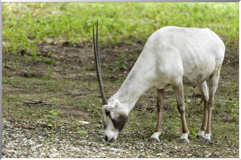 Antilope Cervicapre