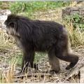 Macaque de Tonkéan