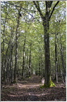 Forêt de la Roche-Guyon