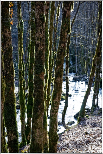 Torrent-le-Herisson-arbres.jpg