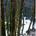 Torrent-le-Herisson-arbres