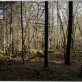 Foret-des-Moidons