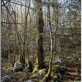 Foret-des-Moidons1
