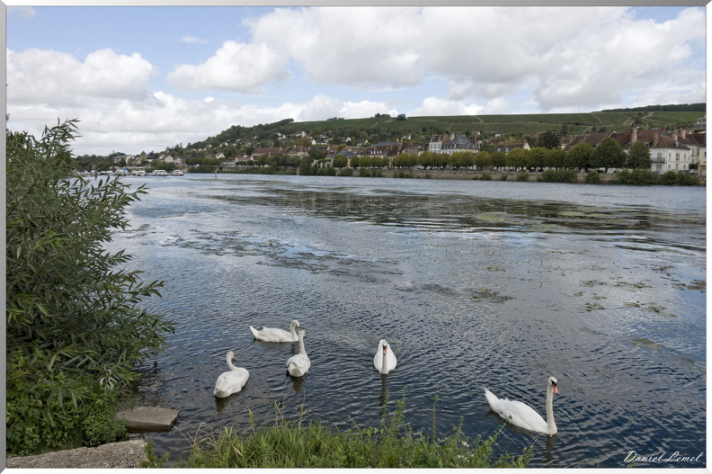 Cygne sur l'Yonne