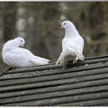 Pigeons blancs